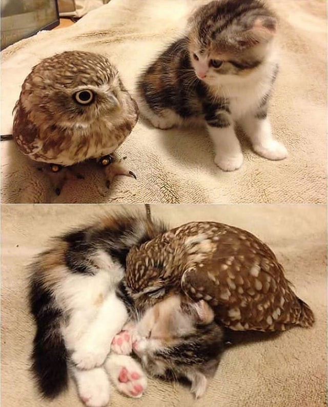 3. Deux petites créatures qui se sont liés d'amitié.