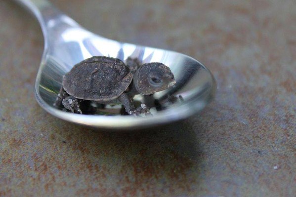 6. Deze schildpad is zo klein dat hij in de lepel past en weinig ruimte inneemt.