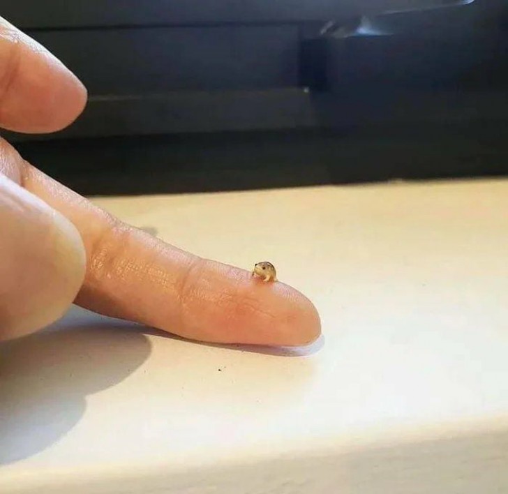 7. Oui, c'est une grenouille : en avez-vous déjà vu une si petite qu'elle est presque invisible ?