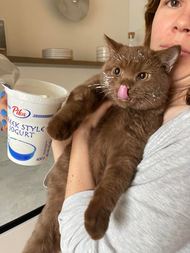 1. Quando lasci il vasetto di yogurt aperto e il tuo gatto decide di approfittarne.