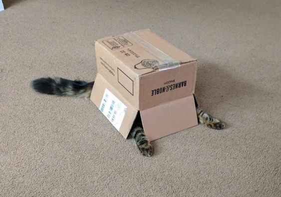 12. C'est un fait bien connu : les chats adorent les boîtes en carton.
