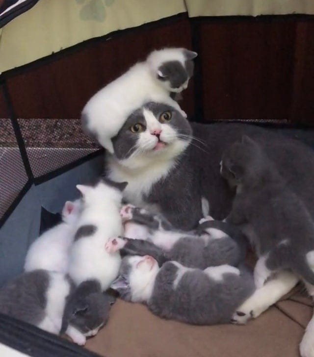15. Fare la mamma non è semplice, neanche per le gatte: il piccolo che sale sulla testa della mamma ne è la prova.