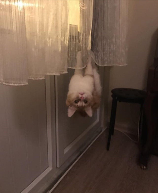 16. Eine Katze, die es liebt, ihren Besitzern Streiche zu spielen, indem sie sich kopfüber im Vorhang schwingt.