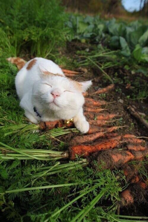 5. Er ist gerne in der Gesellschaft von Karotten: jede Katze hat ihre Leidenschaften