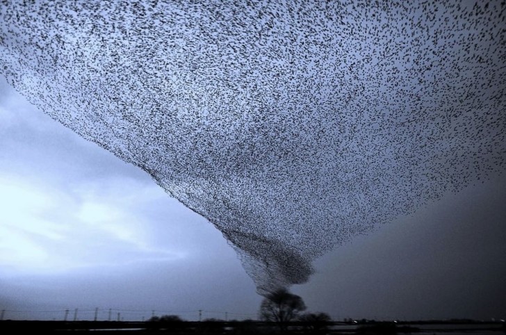 2. Tornado der Vögel!