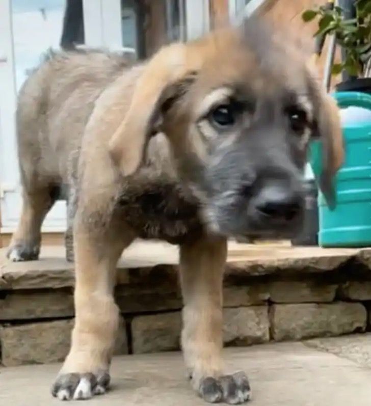 Adopta un cachorro sin saber que se convertirá en uno de los perros más grandes del mundo - 1