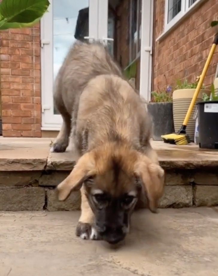 Adopta un cachorro sin saber que se convertirá en uno de los perros más grandes del mundo - 2