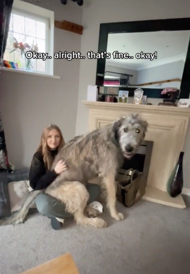 Puppy is adopted but the owner doesn't know it will grow into one of the biggest dogs in the world - 4