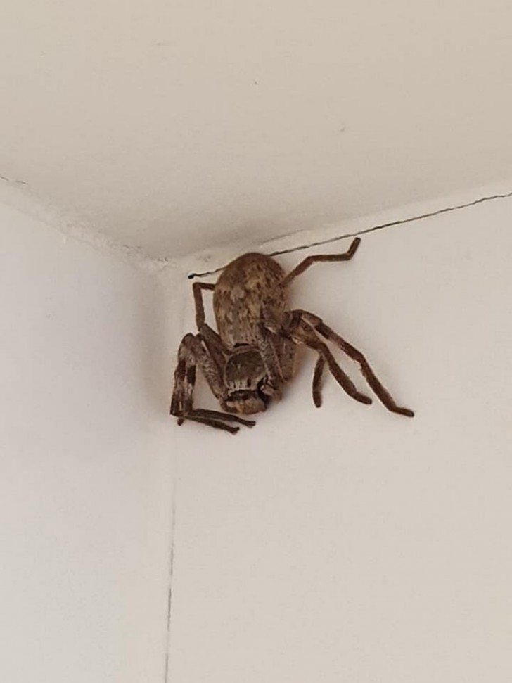 Australian spider identification page/Facebook