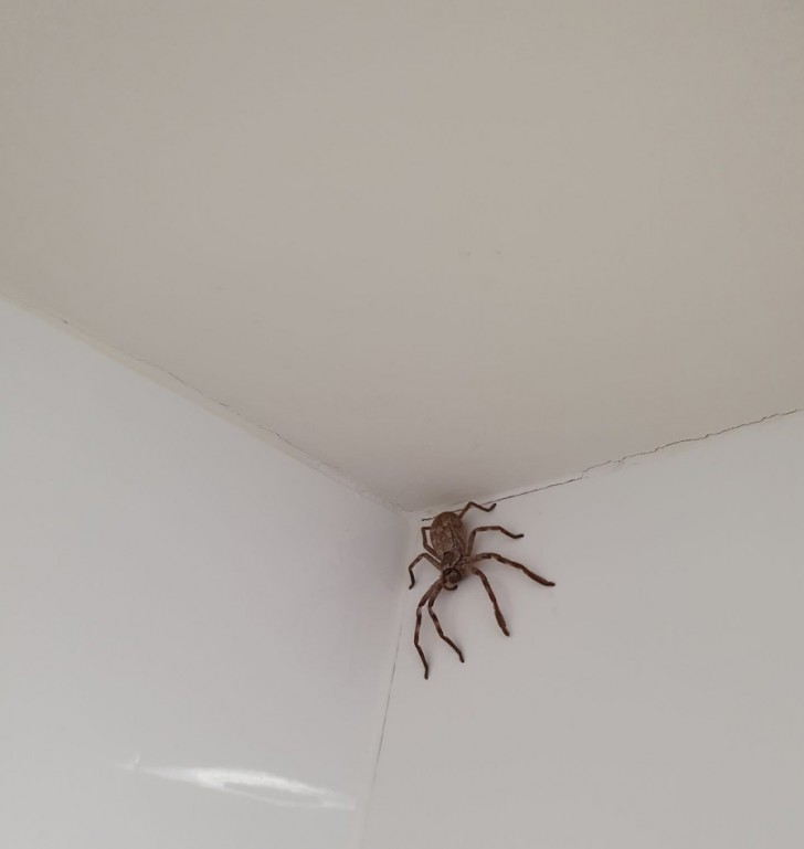 Australian spider identification page/Facebook