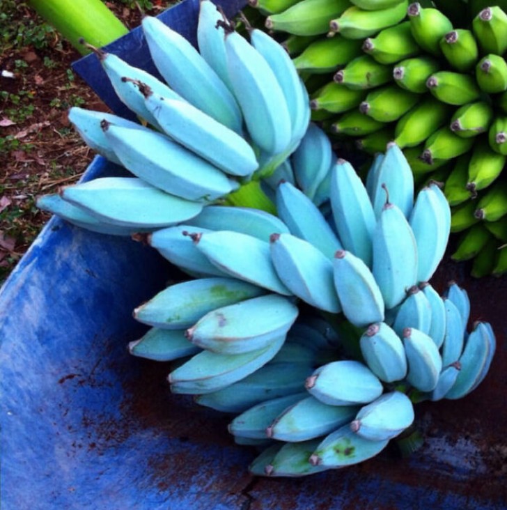 11. Blå bananer: de finns faktiskt!
