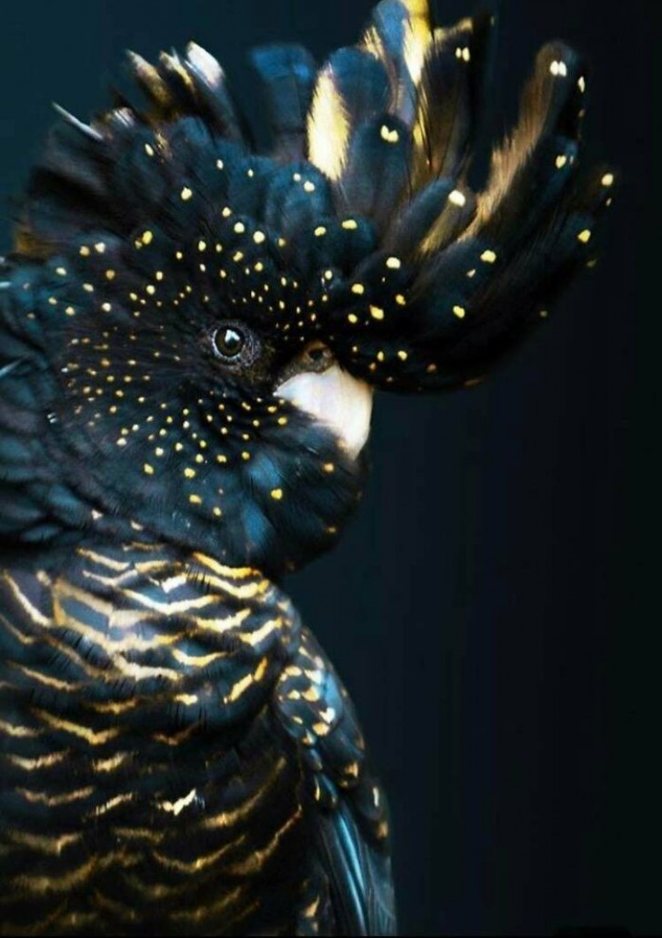 12. En vacker kakadua med svarta fjädrar som har guldfärgade fläckar
