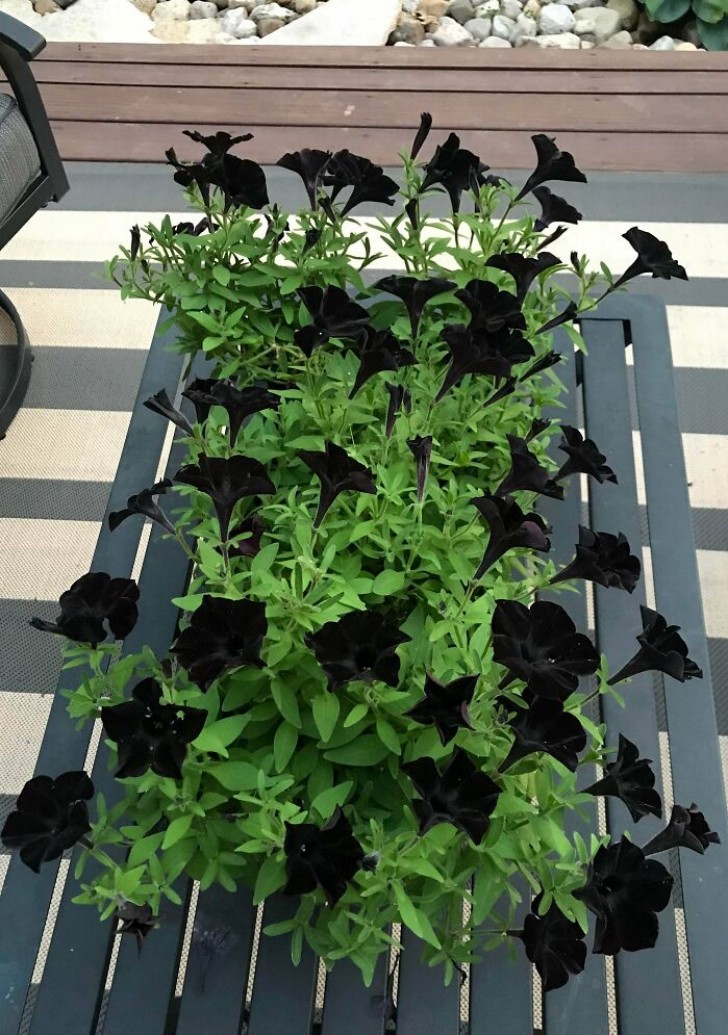 14. Black Magic petunia's, met onweerstaanbare zwarte bloemblaadjes!