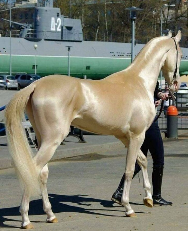 15. Har du sett en guldfärgad häst tidigare?