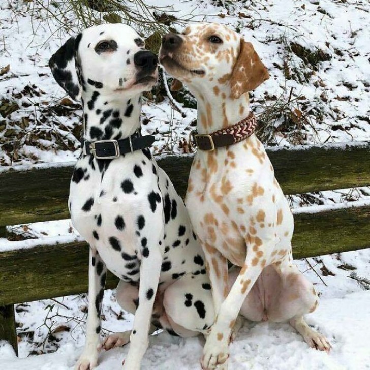 2. Een Dalmatiër met een heel bijzondere vacht