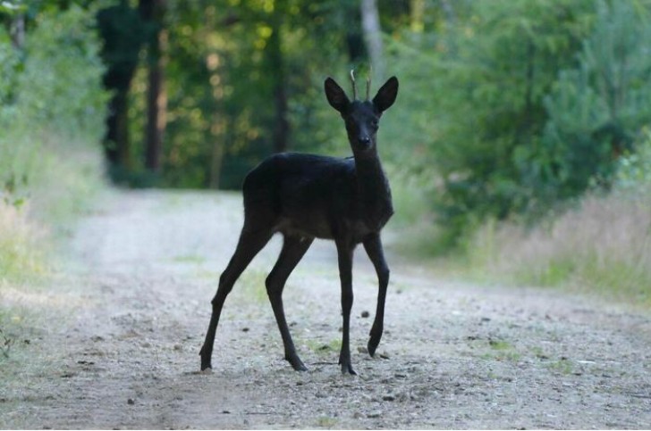 3. Et cette magnifique biche noire ?