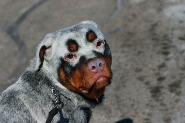 6. En deze rottweiler?