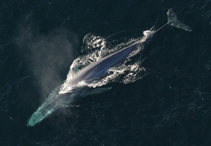1. Baleine bleue
