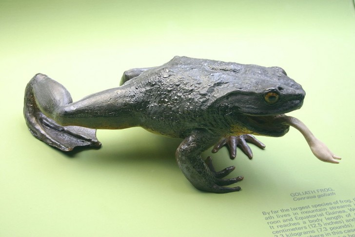 2. Grenouille goliath