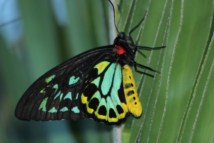 3. Vogelflügel der Königin Alexandra