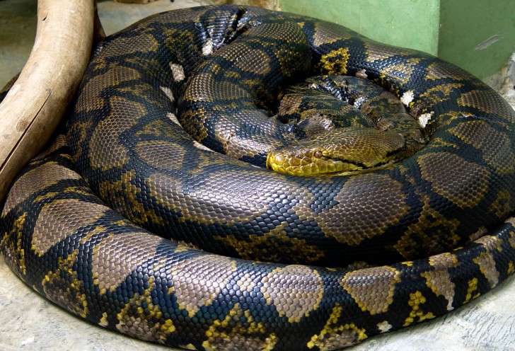 4. Python réticulé