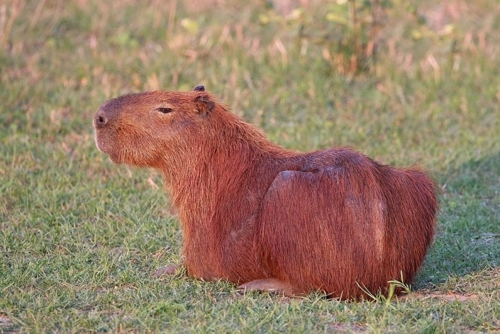 7. Kapybara