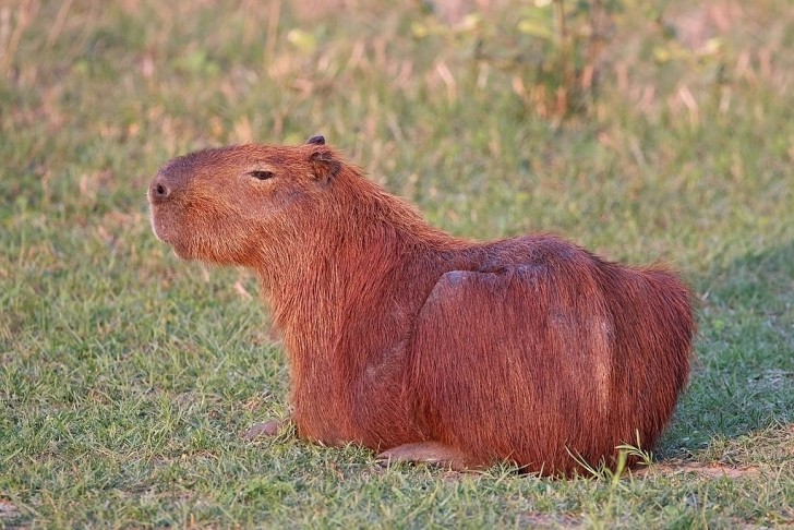 7. Capibara