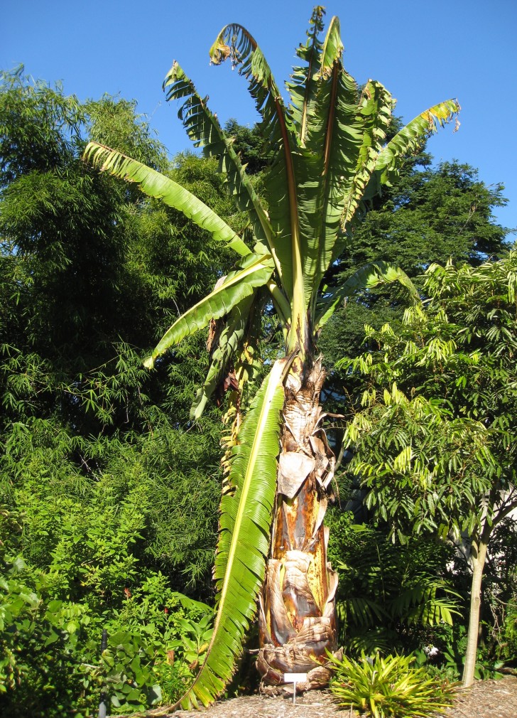 J Brew - Abyssinian Banana Tree /Wikimedia commons