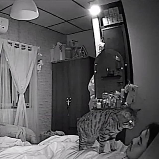 12. Detta är vad katten gör när dess ägare sover: den stirrar på honom.