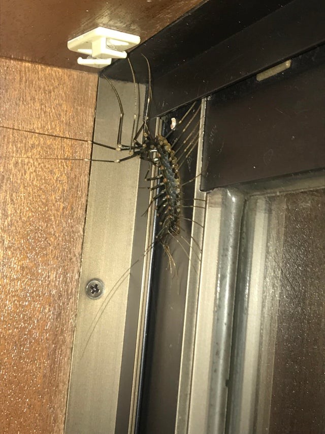 4. Dit beest werd gevonden in een appartement in Japan.