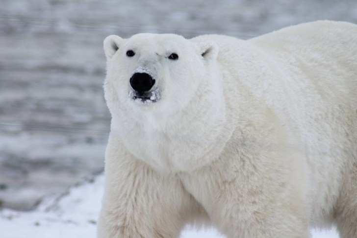 4. La classificazione degli orsi polari.