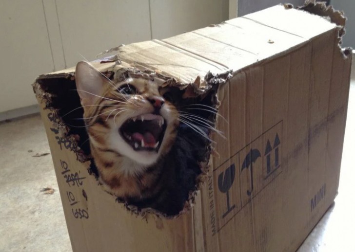 12. Le chat qui adore détruire les boîtes en carton.
