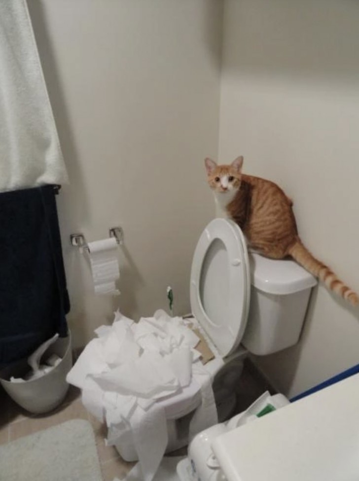 15. Katten tyckte att allt toapapper skulle ner i toalettstolen.