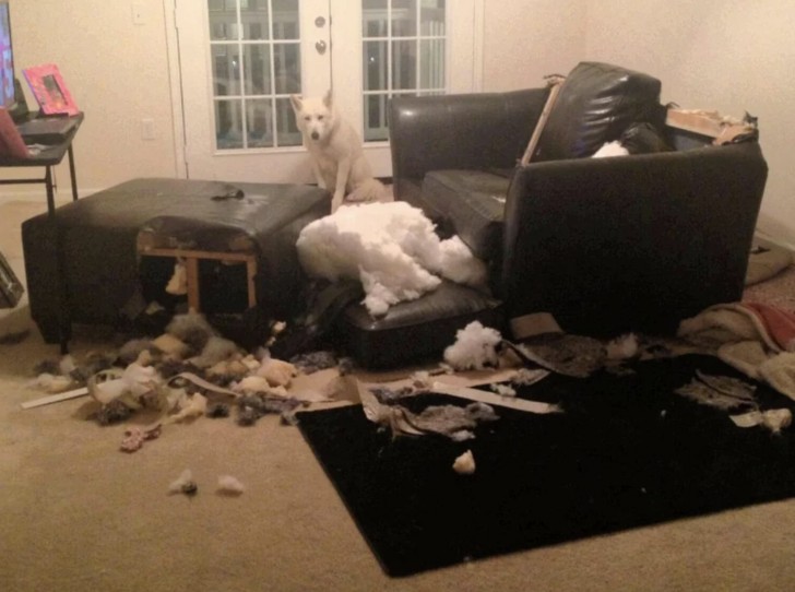 7. Vielleicht war der Hund der Meinung, dass das Wohnzimmer renovierungsbedürftig ist.