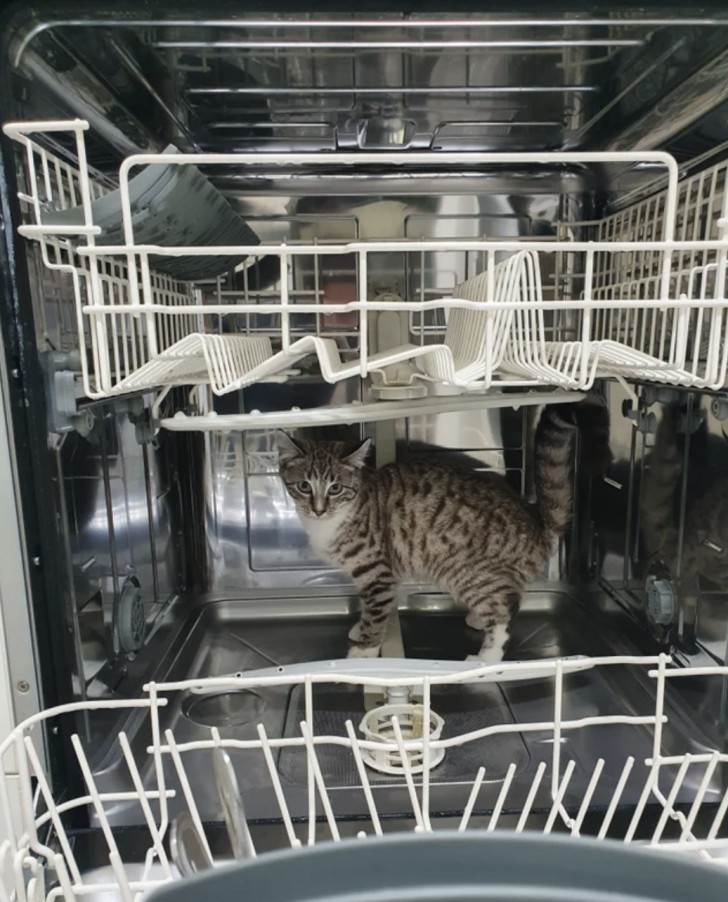 5. Den här katten ville ta sig en tur i diskmaskinen.