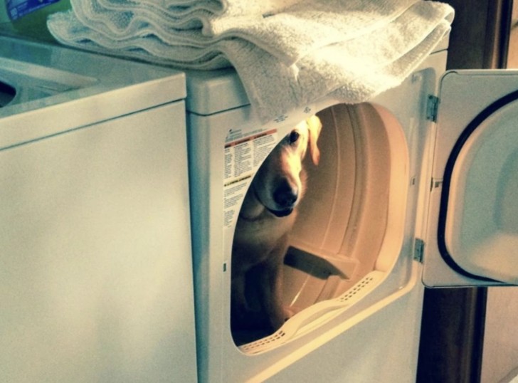 10. "Il cane di mia sorella si nasconde nella lavatrice quando combina qualche guaio".