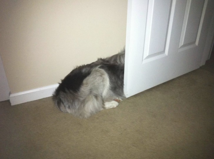 11. Questo è il suo modo di nascondersi: con il muso dietro la porta.