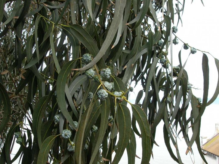 Eucalyptus (Eucalyptus globulus)