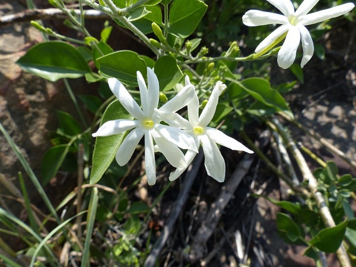 Jasmin (Jasminum spp.)