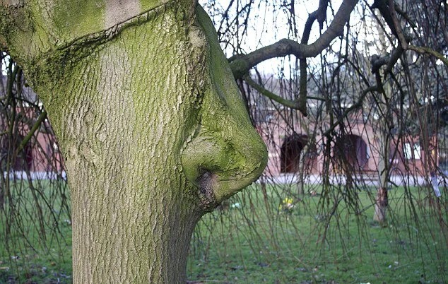 4. Ein Baum mit einer perfekten "Nase"