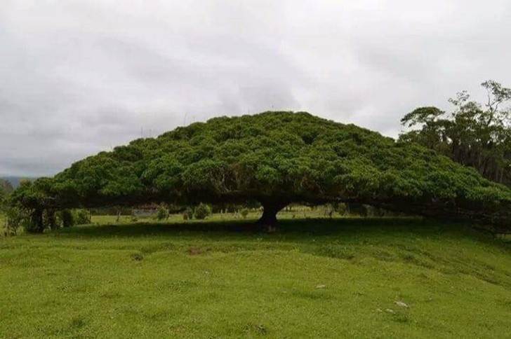 14. Ne l'appelez pas simplement un "arbre".