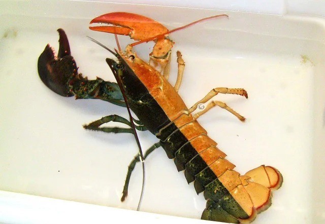 18. Bicolore : un homard très curieux !