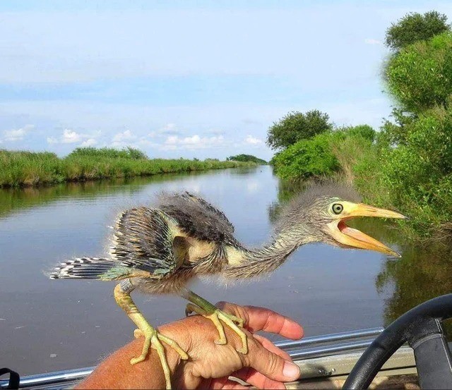 7. Deze vogel ziet eruit alsof hij uit de film Jurassic Park komt!
