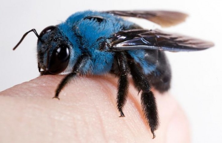 11. Une abeille bleue