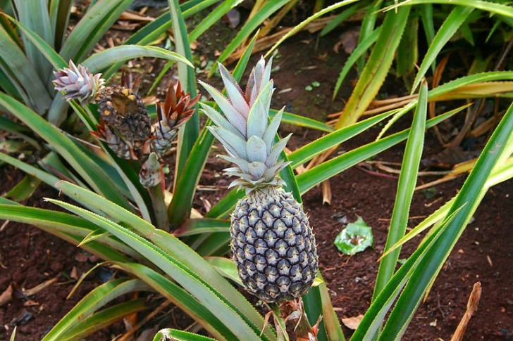 9. Su quale... albero cresce l'ananas?