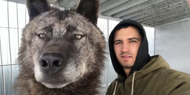 Youtube Screenshot / Black Canadian Wolf 