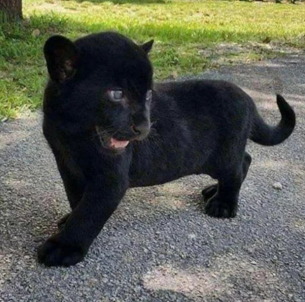 1. Ein schwarzer Panther im Miniformat