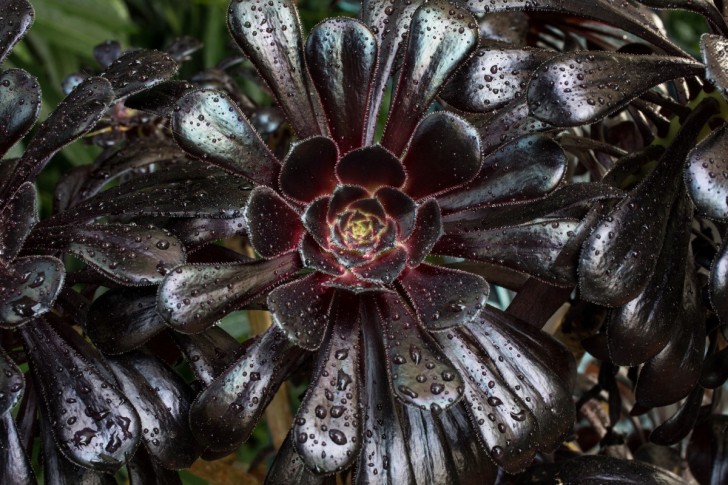 Zwarte roos (Aeonium arboreum Schwarzkopf)