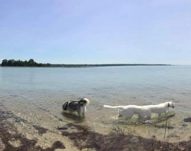 1. Honden in het meer