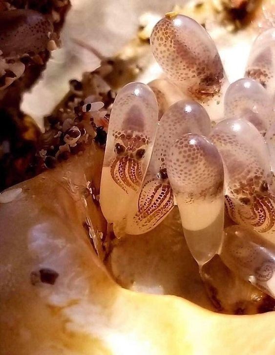 1. Octopus eieren